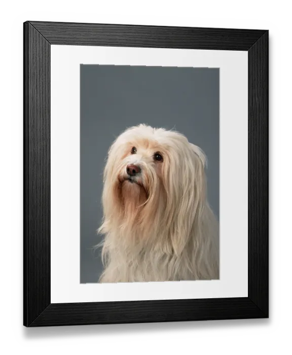 Framed Print : Tibetan Terrier Framed Print : Tibetan Terrier