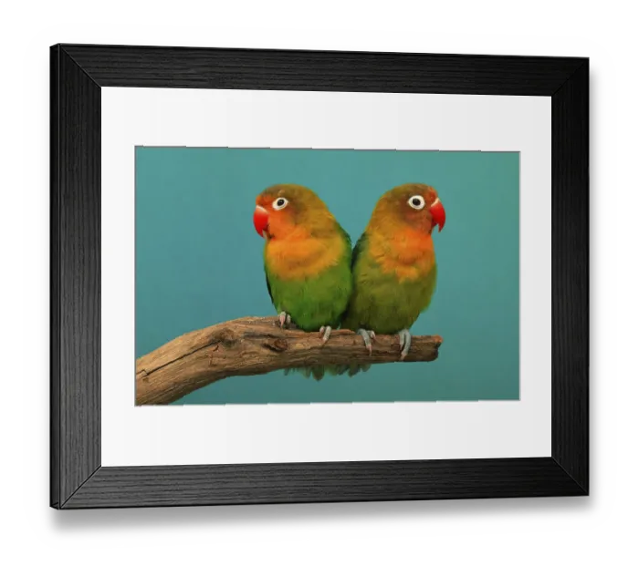 Framed Print : Fischer's Lovebird (Agapornis fischeri) Framed Print : Fischer's Lovebird (Agapornis fischeri)