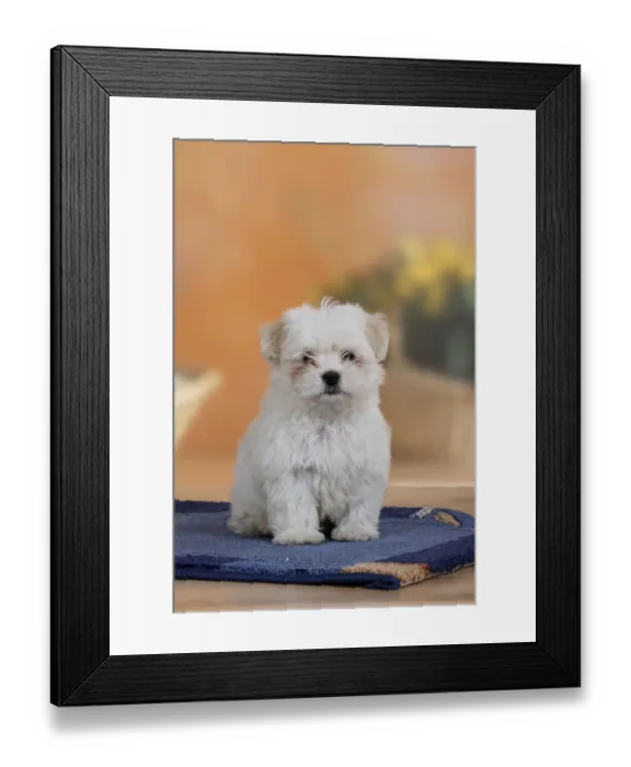 Framed Print : Mixed breed dog, puppy, 10 weeks