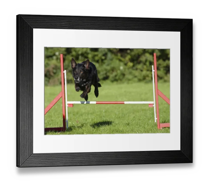 Framed Print : Mixed breed dog, agility, jumps over hurdle Framed Print : Mixed breed dog, agility, jumps over hurdle