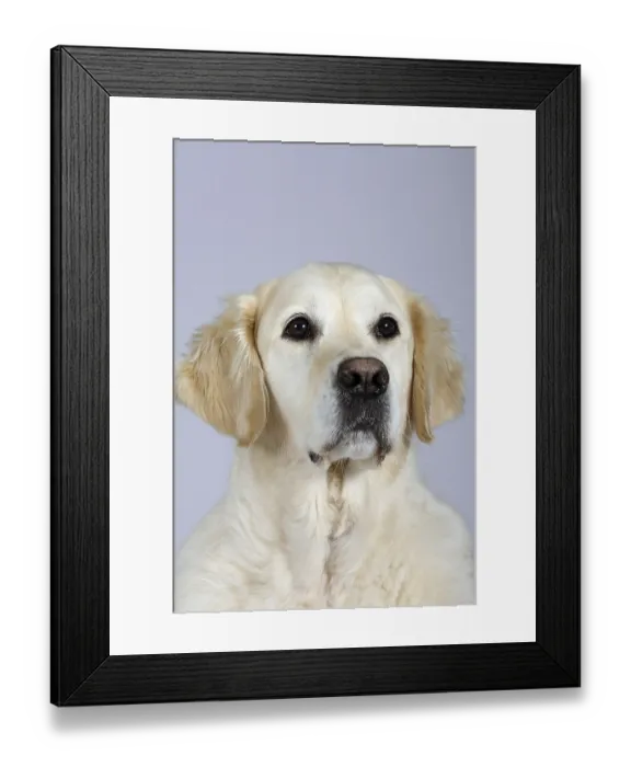 Framed Print : Golden Retriever Framed Print : Golden Retriever
