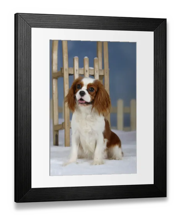 Framed Print : Cavalier-King-Charles-Spaniel, Blenheim