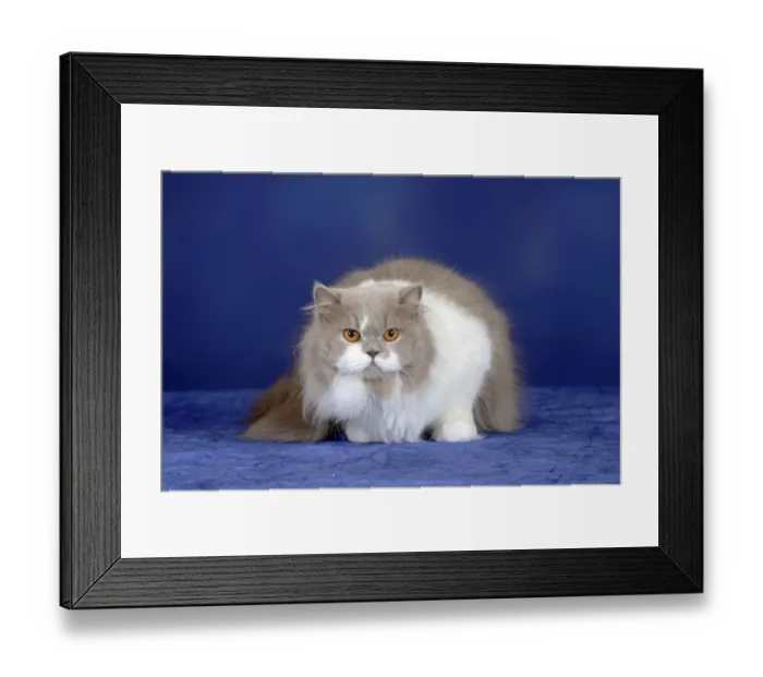 Framed Print : British longhair cat, lilac-white Framed Print : British longhair cat, lilac-white