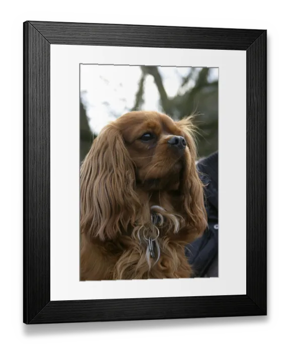 Framed Print : Cavalier King Charles Spaniel, ruby red