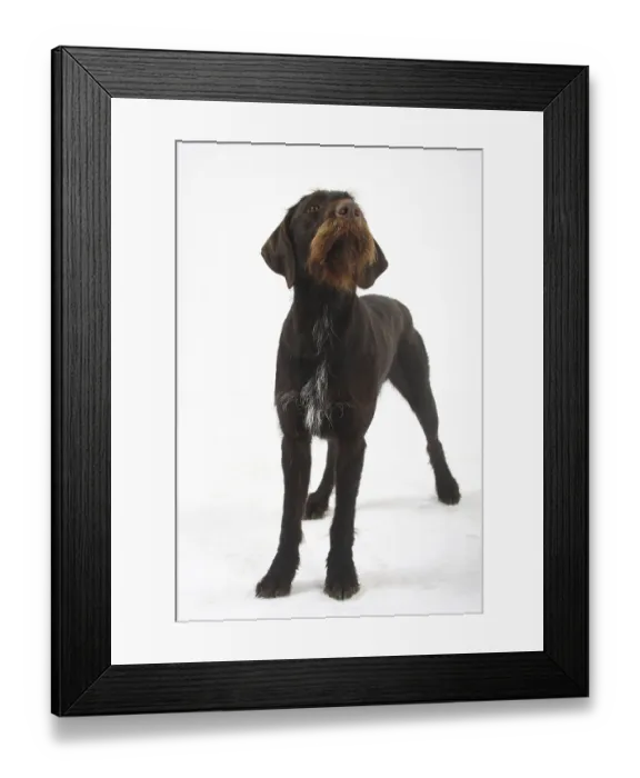 Framed Print : German Wirehair, German Wirehaired Pointing Dog Framed Print : German Wirehair, German Wirehaired Pointing Dog