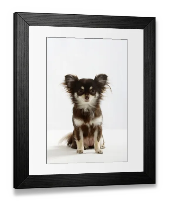 Framed Print : Chihuahua, long-haired Framed Print : Chihuahua, long-haired