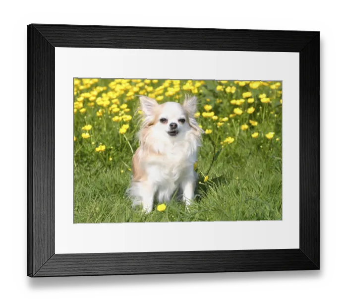Framed Print : Chihuahua, long-haired
