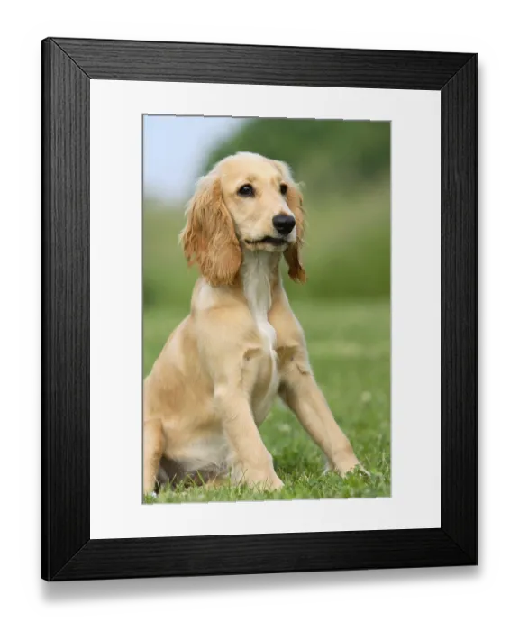 Framed Print : English Cocker Spaniel, 5 months