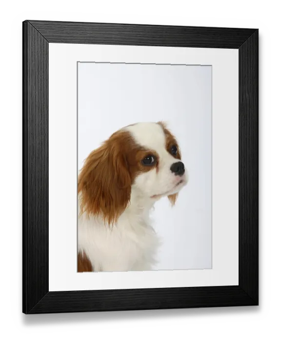 Framed Print : Cavalier King Charles Spaniel, blenheim, 11 months Framed Print : Cavalier King Charles Spaniel, blenheim, 11 months