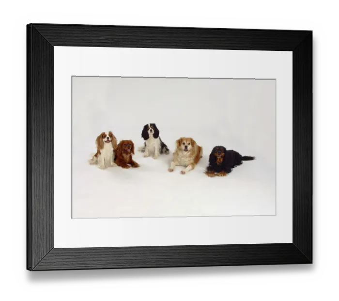 Framed Print : Cavalier King Charles Spaniel and mixed breed dog Framed Print : Cavalier King Charles Spaniel and mixed breed dog