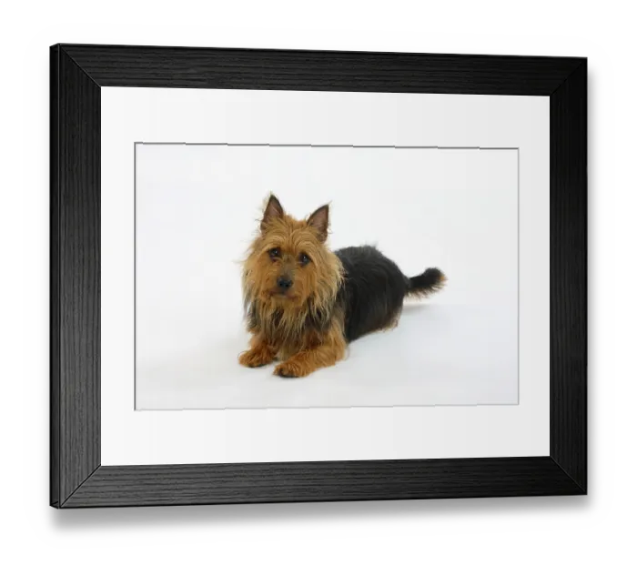 Framed Print : Australischer Terrier Framed Print : Australischer Terrier