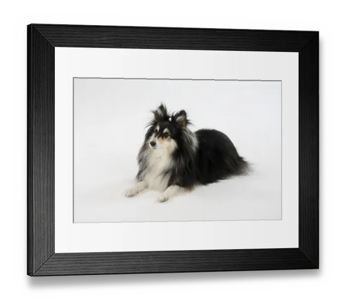 Framed Print : Sheltie, 10 years old, Shetland Sheepdog Framed Print : Sheltie, 10 years old, Shetland Sheepdog