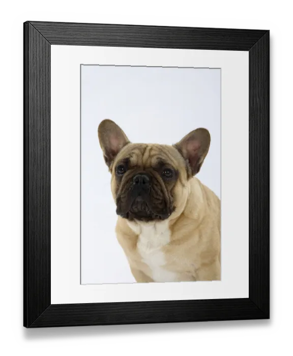 Framed Print : French Bulldog, Male