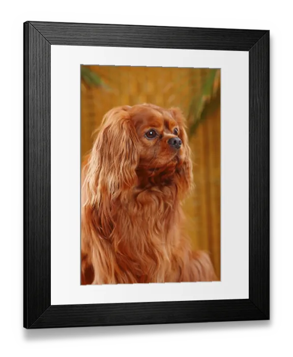 Framed Print : Cavalier King Charles Spaniel, male, ruby red Framed Print : Cavalier King Charles Spaniel, male, ruby red