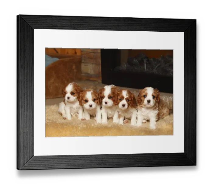 Framed Print : Cavalier King Charles Spaniel, puppies Framed Print : Cavalier King Charles Spaniel, puppies
