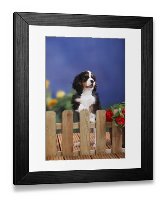 Framed Print : Cavalier King Charles Spaniel, puppy