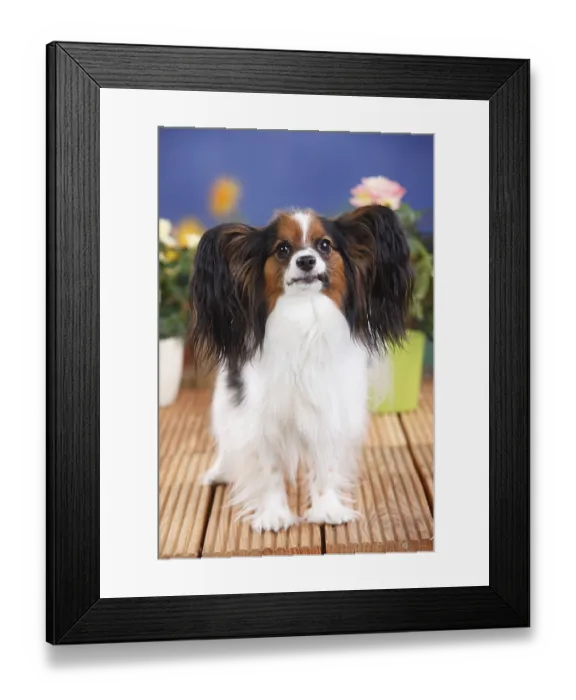 Framed Print : Papillon, butterfly dog, continental dwarf spaniel Framed Print : Papillon, butterfly dog, continental dwarf spaniel
