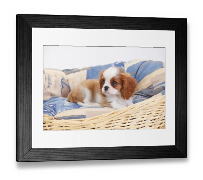 Framed Print : Cavalier King Charles Spaniel, puppy