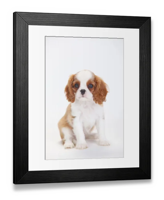 Framed Print : Cavalier King Charles Spaniel, puppy, blenheim Framed Print : Cavalier King Charles Spaniel, puppy, blenheim
