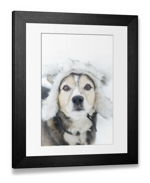 Framed Print : Cute dog in a warm fur hat in winter on a snowy walk Framed Print : Cute dog in a warm fur hat in winter on a snowy walk