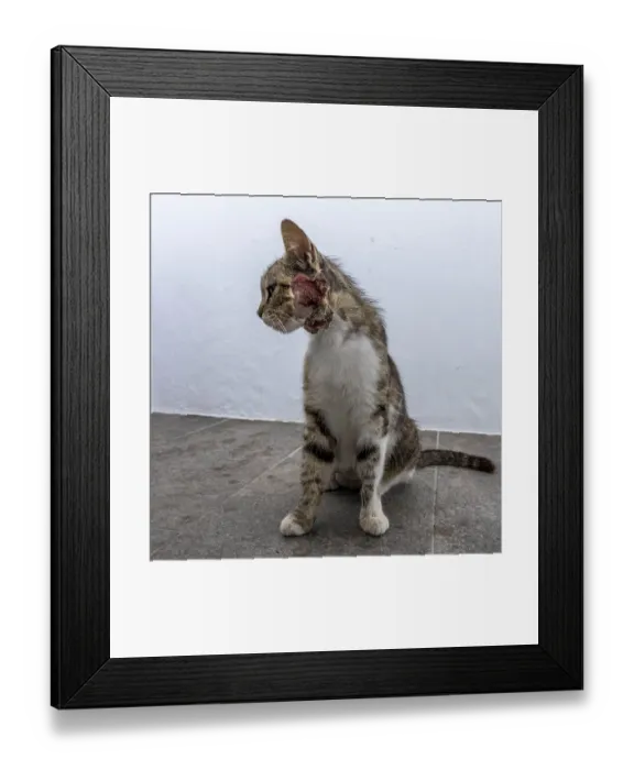 Framed Print : Cat injured on the neck, Mantrakia Framed Print : Cat injured on the neck, Mantrakia