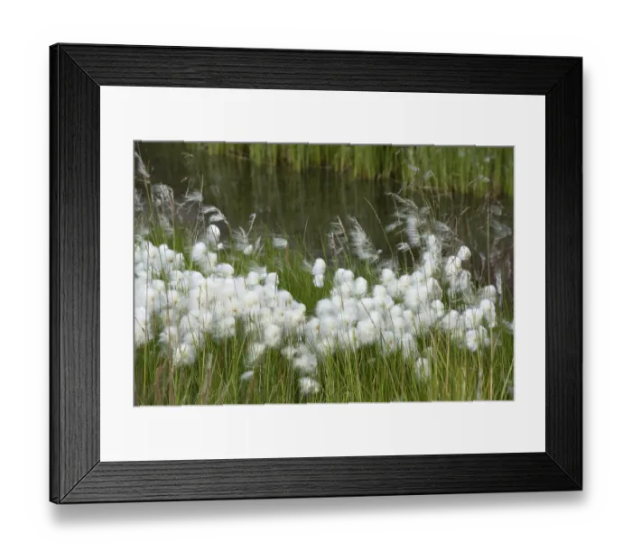 Framed Print : Cottongrass (Eriophorum) in a meadow