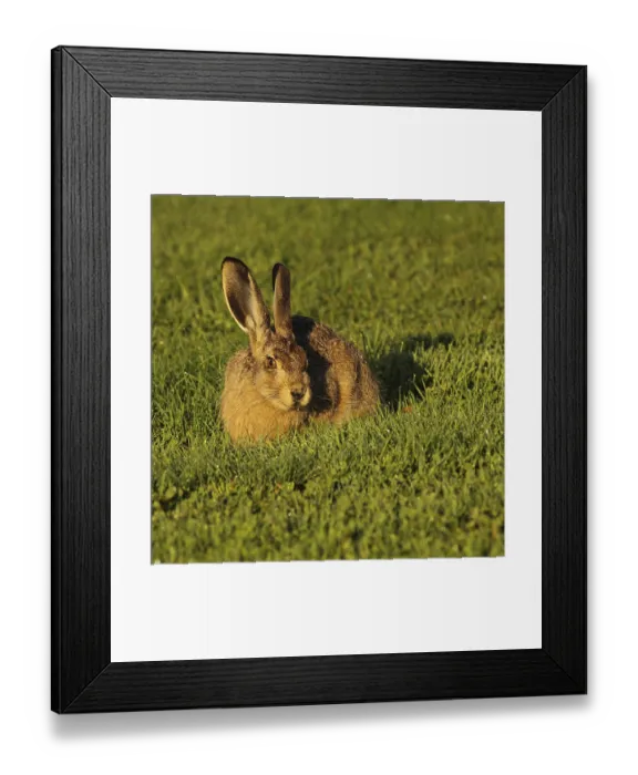 Framed Print : Young hare who comes for nabbling grass every morning to a campground in Mellerud