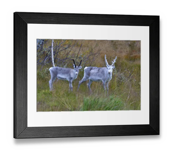 Framed Print : Reindeer in sweden in autumn in the tundra Framed Print : Reindeer in sweden in autumn in the tundra