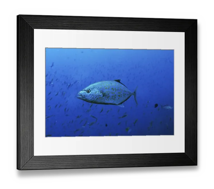 Framed Print : Yellowspotted Trevally (Carangoides fulvoguttatus) Framed Print : Yellowspotted Trevally (Carangoides fulvoguttatus)