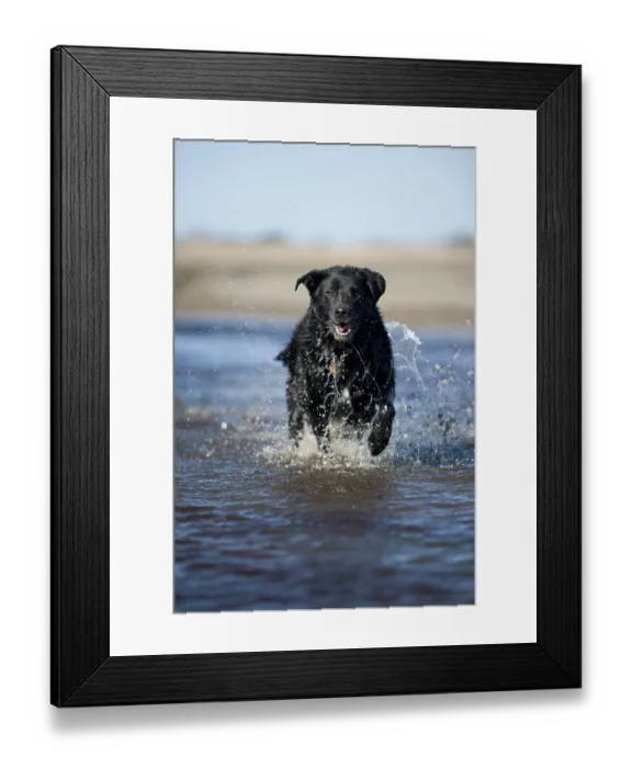 Framed Print : Mixed breed dog running through water Framed Print : Mixed breed dog running through water