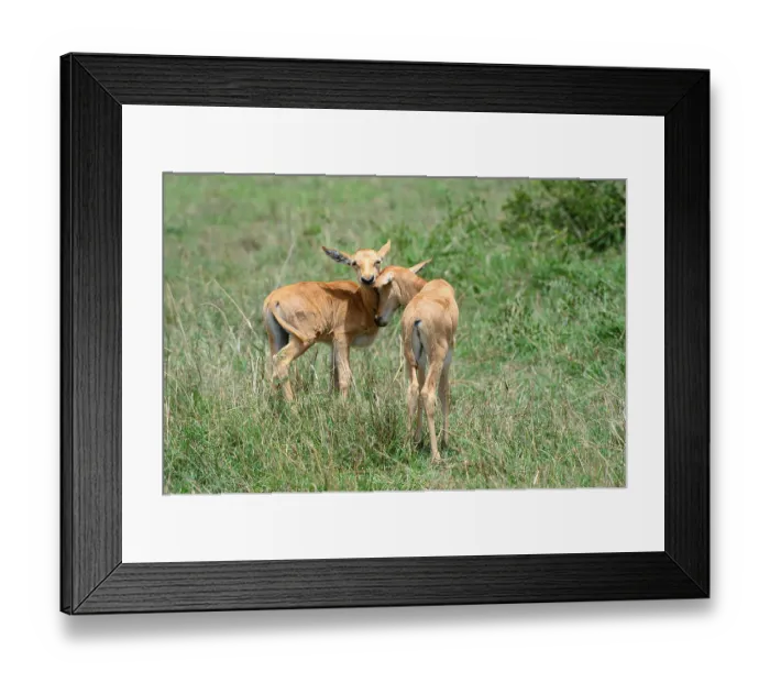 Framed Print : Topi calves greeting (Damaliscus korrigum) Framed Print : Topi calves greeting (Damaliscus korrigum)
