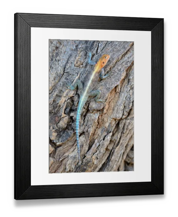 Framed Print : Agama lizard climbing on tree (Agama agama) Samburu National Reserve Framed Print : Agama lizard climbing on tree (Agama agama) Samburu National Reserve