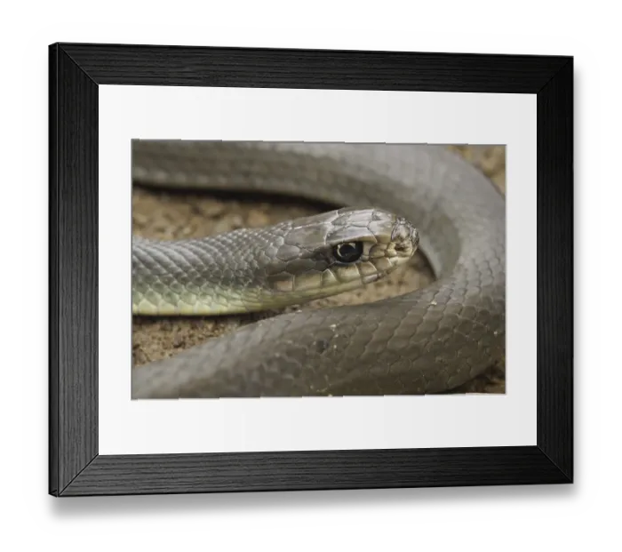 Framed Print : Blue racer (Coluber constrictor) foxi