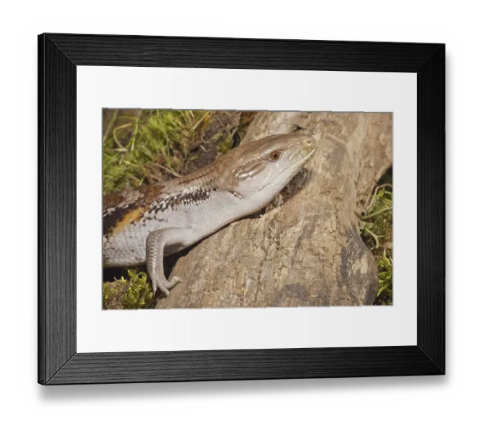 Framed Print : Blue tongued skink, Tiliqua gigas