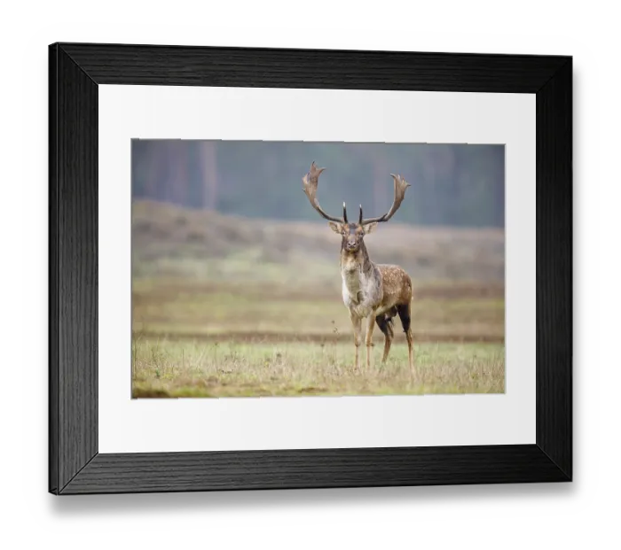 Framed Print : Fallow deer (dama dama), rut, Hesse, Germany