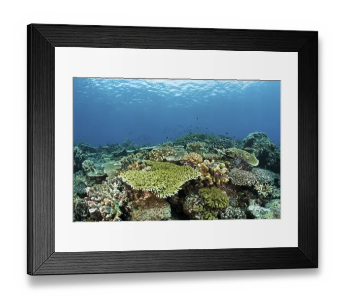Framed Print : Hard coral reef, Raja Ampat, West Papua, Indonesia