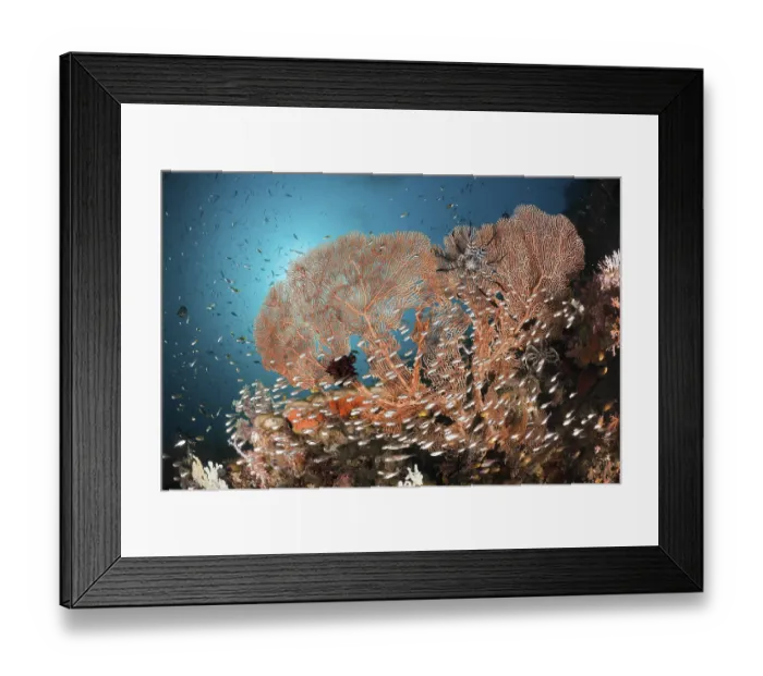 Framed Print : Glassfish in front of fan corals