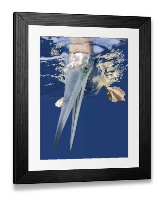 Framed Print : Brown booby, Sula leucogaster, Bikini Atoll
