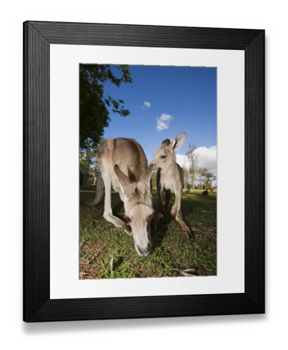 Framed Print : Eastern grey giant kangaroo, Macropus giganteus