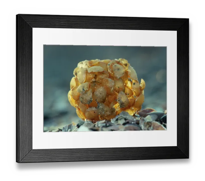 Framed Print : Common Whelk (Buccinum undatum) Framed Print : Common Whelk (Buccinum undatum)