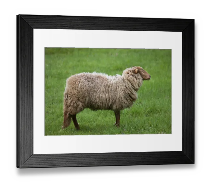 Framed Print : Ardennes fox head, domestic sheep, sheep, Belgium Framed Print : Ardennes fox head, domestic sheep, sheep, Belgium