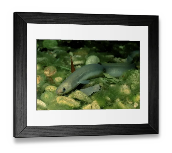 Framed Print : European Eel (Anguilla anguilla), Bavaria, Germany Framed Print : European Eel (Anguilla anguilla), Bavaria, Germany