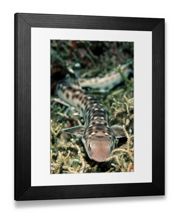 Framed Print : Coral catshark (Atelomycterus marmoratus)