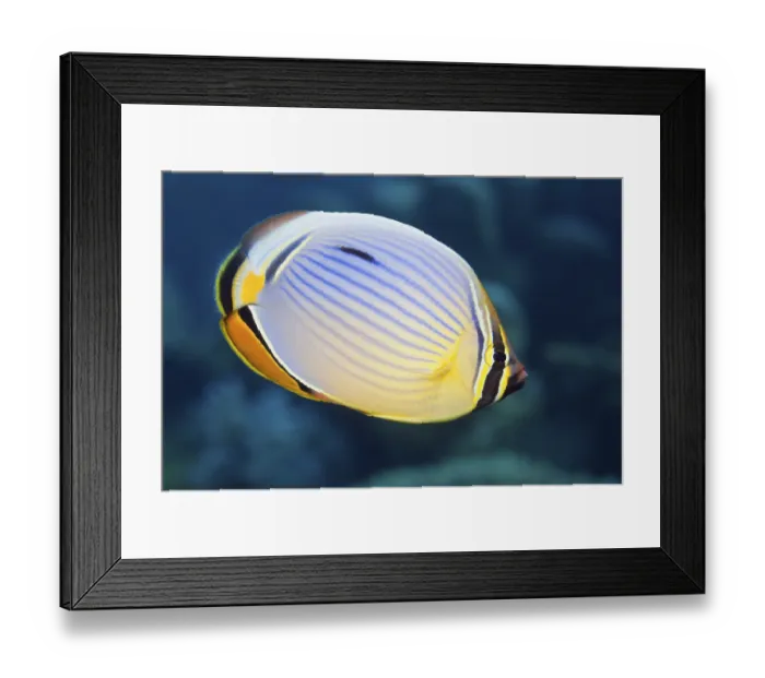 Framed Print : Redfin Butterflyfish, Thaa Atoll