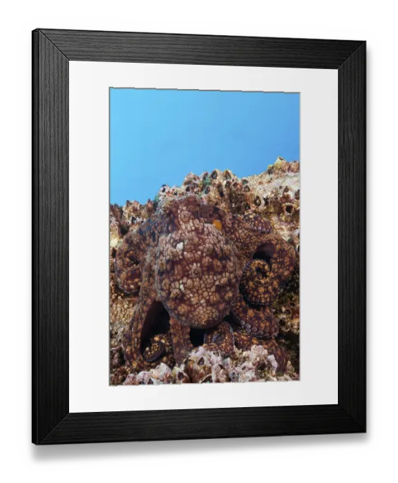 Framed Print : Common Octopus (Octopus vulgaris)