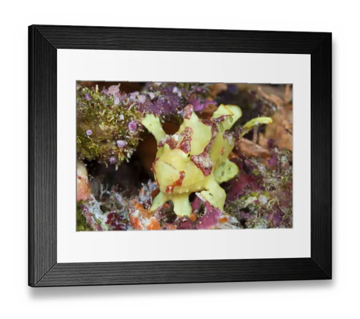 Framed Print : Yellow round-spotted frogfish (Antennarius pictus)