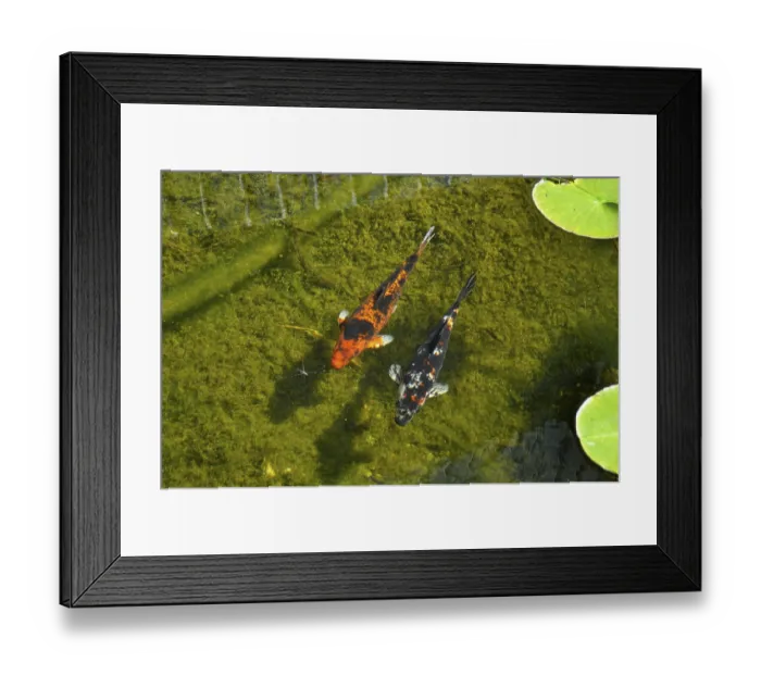 Framed Print : Japanese koi in pond, common carp (Cyprinus carpio) Framed Print : Japanese koi in pond, common carp (Cyprinus carpio)