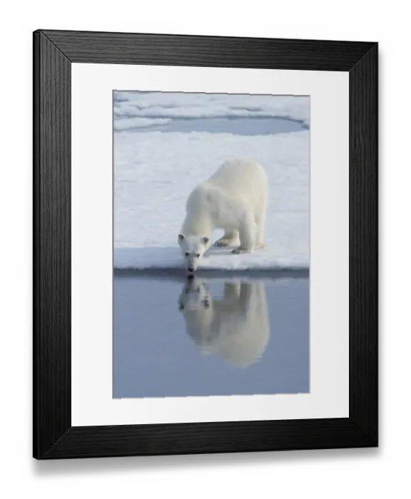 Framed Print : Polar Bear (Ursus maritimus) drinking Framed Print : Polar Bear (Ursus maritimus) drinking