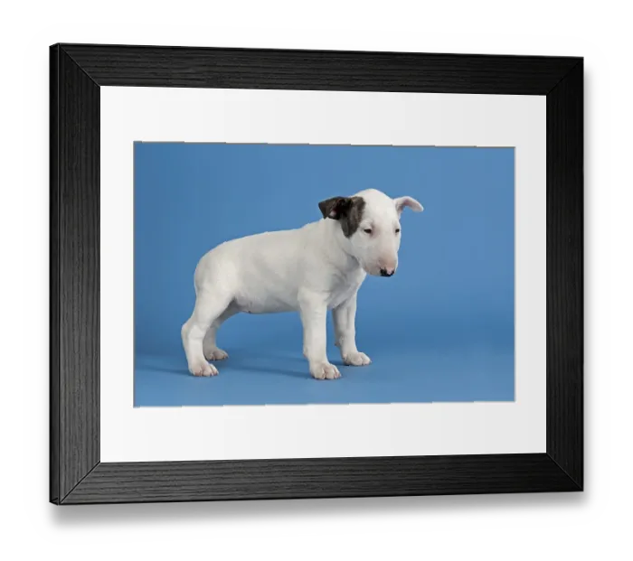 Framed Print : Bull Terrier puppy, 6 weeks, white with markings