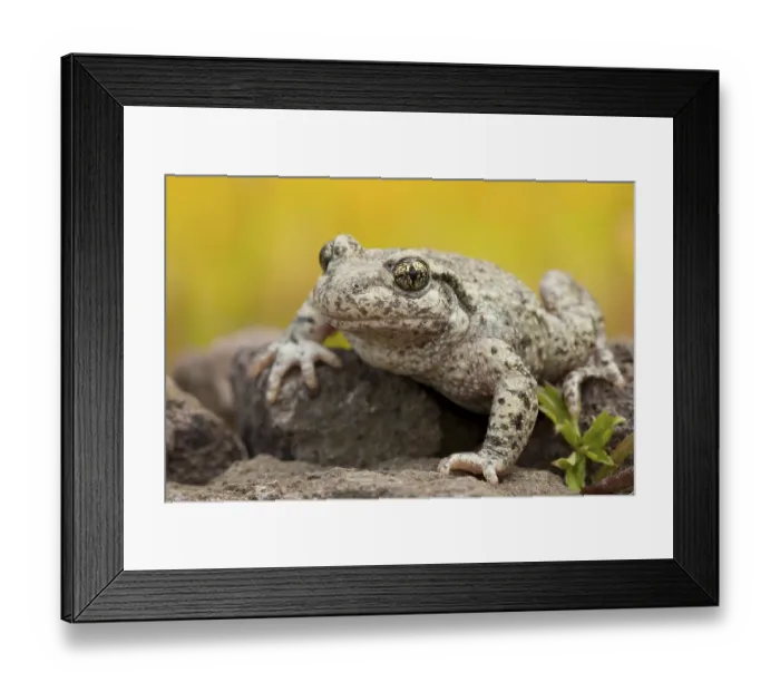 Framed Print : Common midwife toad (Alytes obstetricans) Framed Print : Common midwife toad (Alytes obstetricans)